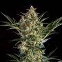 Sleepy Yoda Auto Feminized Marijuana Strain by Philosopher Seeds For Sale Online at Cannabis Seeds Outlet