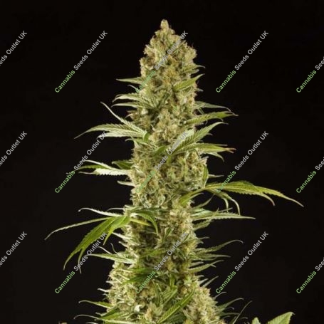 SugarPop Feminized Marijuana Strain by Philosopher Seeds For Sale Online at Cannabis Seeds Outlet