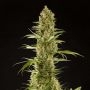SugarPop Feminized Marijuana Strain by Philosopher Seeds For Sale Online at Cannabis Seeds Outlet