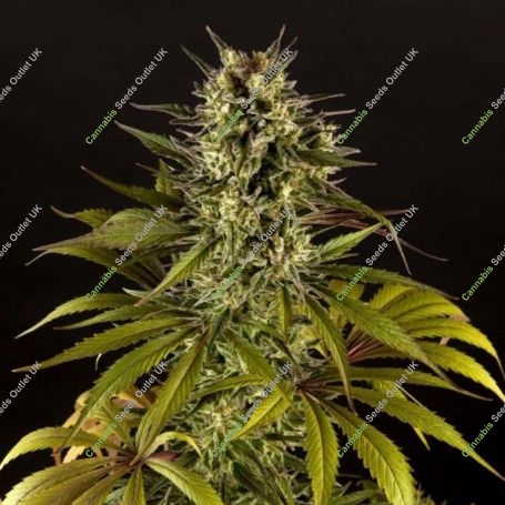 SuperJuani CBD Feminized Marijuana Strain by Philosopher Seeds For Sale Online at Cannabis Seeds Outlet
