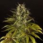 SuperJuani CBD Feminized Marijuana Strain by Philosopher Seeds For Sale Online at Cannabis Seeds Outlet