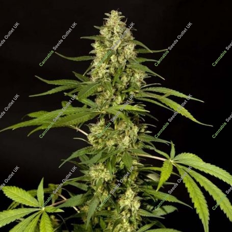 SweetLove Feminized Marijuana Strain by Philosopher Seeds For Sale Online at Cannabis Seeds Outlet