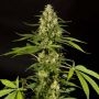 SweetLove Feminized Marijuana Strain by Philosopher Seeds For Sale Online at Cannabis Seeds Outlet