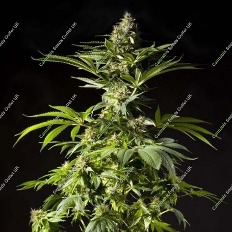 Tropimango Feminized Marijuana Strain by Philosopher Seeds For Sale Online at Cannabis Seeds Outlet