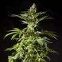 Tropimango Feminized Marijuana Strain by Philosopher Seeds For Sale Online at Cannabis Seeds Outlet