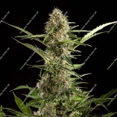 White Yoda Auto Feminized Marijuana Strain by Philosopher Seeds For Sale Online at Cannabis Seeds Outlet