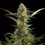 White Yoda Auto Feminized Marijuana Strain by Philosopher Seeds For Sale Online at Cannabis Seeds Outlet