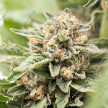 Crossover OG Feminized Marijuana Strain by Plantformers For Sale Online at Cannabis Seeds Outlet
