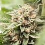 Crossover OG Feminized Marijuana Strain by Plantformers For Sale Online at Cannabis Seeds Outlet