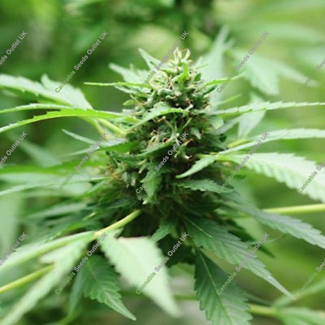 MR-X Kush Regular Marijuana Strain by Plantformers For Sale Online at Cannabis Seeds Outlet