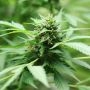 MR-X Kush Regular Marijuana Strain by Plantformers For Sale Online at Cannabis Seeds Outlet