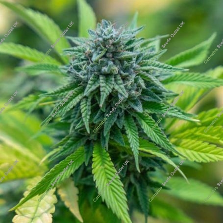 MR-X Lychee Regular Marijuana Strain by Plantformers For Sale Online at Cannabis Seeds Outlet