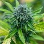 MR-X Lychee Regular Marijuana Strain by Plantformers For Sale Online at Cannabis Seeds Outlet