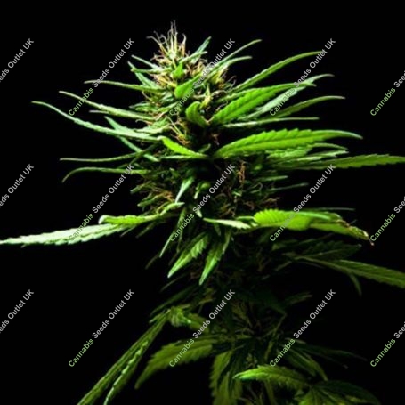 Pineapple OG Feminized Marijuana Strain by Plantformers For Sale Online at Cannabis Seeds Outlet