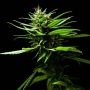 Pineapple OG Feminized Marijuana Strain by Plantformers For Sale Online at Cannabis Seeds Outlet
