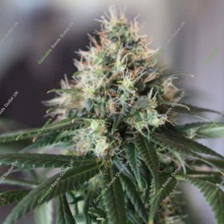 SOG Killin Feminized Marijuana Strain by Plantformers For Sale Online at Cannabis Seeds Outlet