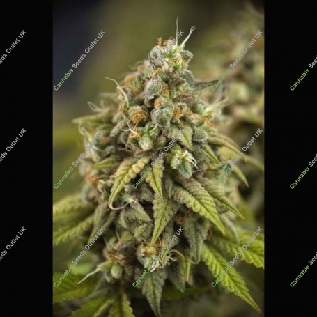Violet Haze Feminized Marijuana Strain by Plantformers For Sale Online at Cannabis Seeds Outlet