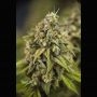 Violet Haze Feminized Marijuana Strain by Plantformers For Sale Online at Cannabis Seeds Outlet