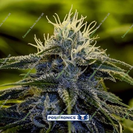 Afghan Express Auto Feminized Marijuana Strain by Positronic Seeds For Sale Online at Cannabis Seeds Outlet
