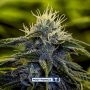 Afghan Express Auto Feminized Marijuana Strain by Positronic Seeds For Sale Online at Cannabis Seeds Outlet