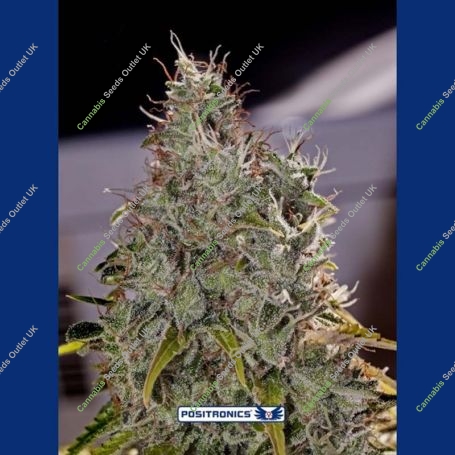 Amnesia Mistery Feminized Marijuana Strain by Positronic Seeds For Sale Online at Cannabis Seeds Outlet