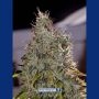 Amnesia Mistery Feminized Marijuana Strain by Positronic Seeds For Sale Online at Cannabis Seeds Outlet