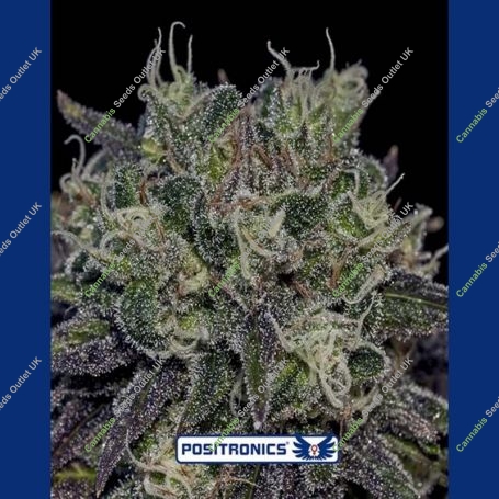 Black Widow Feminized Marijuana Strain by Positronic Seeds For Sale Online at Cannabis Seeds Outlet
