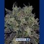 Black Widow Feminized Marijuana Strain by Positronic Seeds For Sale Online at Cannabis Seeds Outlet