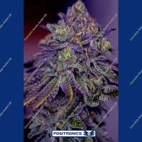 Blue Rhino Feminized Marijuana Strain by Positronic Seeds For Sale Online at Cannabis Seeds Outlet