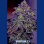 Blue Rhino Feminized Marijuana Strain by Positronic Seeds For Sale Online at Cannabis Seeds Outlet