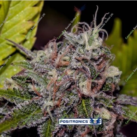 Caramel Ice Feminized Marijuana Strain by Positronic Seeds For Sale Online at Cannabis Seeds Outlet