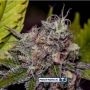 Caramel Ice Feminized Marijuana Strain by Positronic Seeds For Sale Online at Cannabis Seeds Outlet
