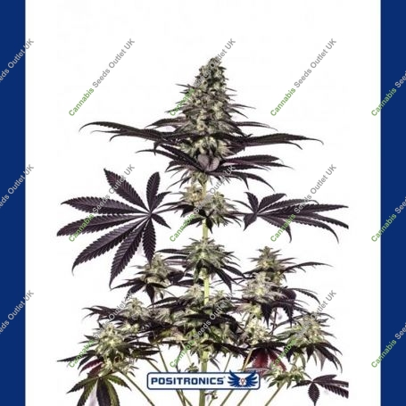 CBD + Caramelice Express Feminized Marijuana Strain by Positronic Seeds For Sale Online at Cannabis Seeds Outlet