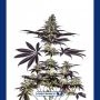 CBD + Caramelice Express Feminized Marijuana Strain by Positronic Seeds For Sale Online at Cannabis Seeds Outlet