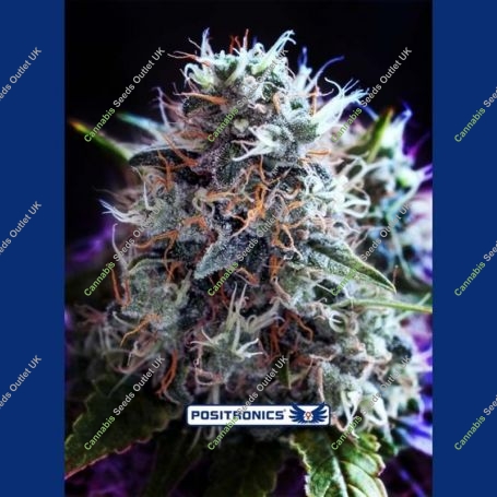 CBD Black Widow Feminized Marijuana Strain by Positronic Seeds For Sale Online at Cannabis Seeds Outlet