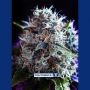 CBD Black Widow Feminized Marijuana Strain by Positronic Seeds For Sale Online at Cannabis Seeds Outlet