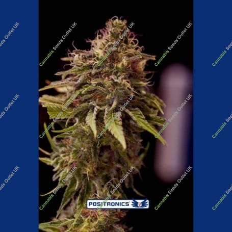 CBD Caramel Ice Feminized Marijuana Strain by Positronic Seeds For Sale Online at Cannabis Seeds Outlet