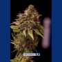 CBD Caramel Ice Feminized Marijuana Strain by Positronic Seeds For Sale Online at Cannabis Seeds Outlet