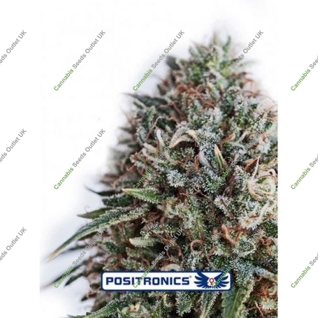 CBD Critical 47 Feminized Marijuana Strain by Positronic Seeds For Sale Online at Cannabis Seeds Outlet