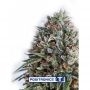 CBD Critical 47 Feminized Marijuana Strain by Positronic Seeds For Sale Online at Cannabis Seeds Outlet