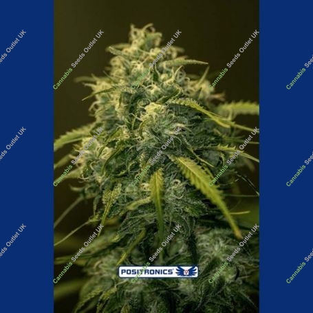 CBD Jack Diesel Feminized Marijuana Strain by Positronic Seeds For Sale Online at Cannabis Seeds Outlet