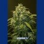 CBD Jack Diesel Feminized Marijuana Strain by Positronic Seeds For Sale Online at Cannabis Seeds Outlet