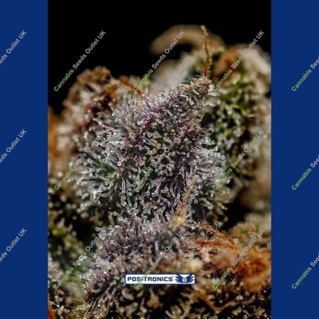 Chizpa Feminized Marijuana Strain by Positronic Seeds For Sale Online at Cannabis Seeds Outlet