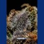 Chizpa Feminized Marijuana Strain by Positronic Seeds For Sale Online at Cannabis Seeds Outlet