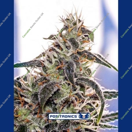 Claustrum Feminized Marijuana Strain by Positronic Seeds For Sale Online at Cannabis Seeds Outlet