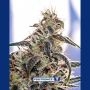 Claustrum Feminized Marijuana Strain by Positronic Seeds For Sale Online at Cannabis Seeds Outlet