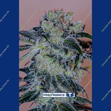 Crazy Lazy Feminized Marijuana Strain by Positronic Seeds For Sale Online at Cannabis Seeds Outlet