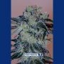 Crazy Lazy Feminized Marijuana Strain by Positronic Seeds For Sale Online at Cannabis Seeds Outlet