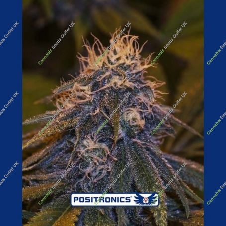 Critical 47 Express Auto Feminized Marijuana Strain by Positronic Seeds For Sale Online at Cannabis Seeds Outlet