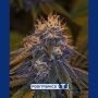 Critical 47 Express Auto Feminized Marijuana Strain by Positronic Seeds For Sale Online at Cannabis Seeds Outlet